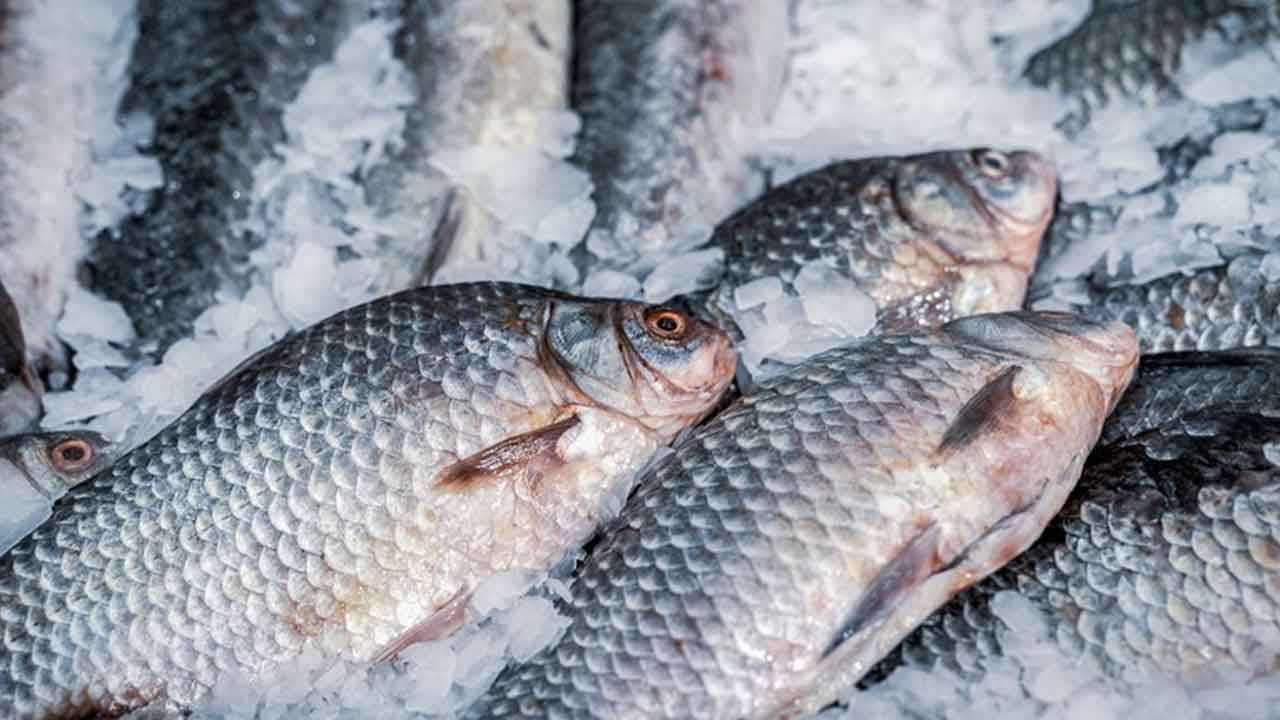 Climate Change | వాతావరణ మార్పులు.. బరువు తగ్గుతున్న సముద్ర చేపలు!