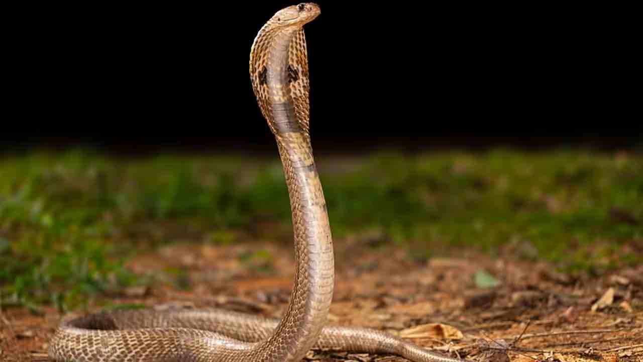 Snake bite | పాముకాటుతో.. తోబుట్టువులైన ముగ్గురు చిన్నారులు మృతి