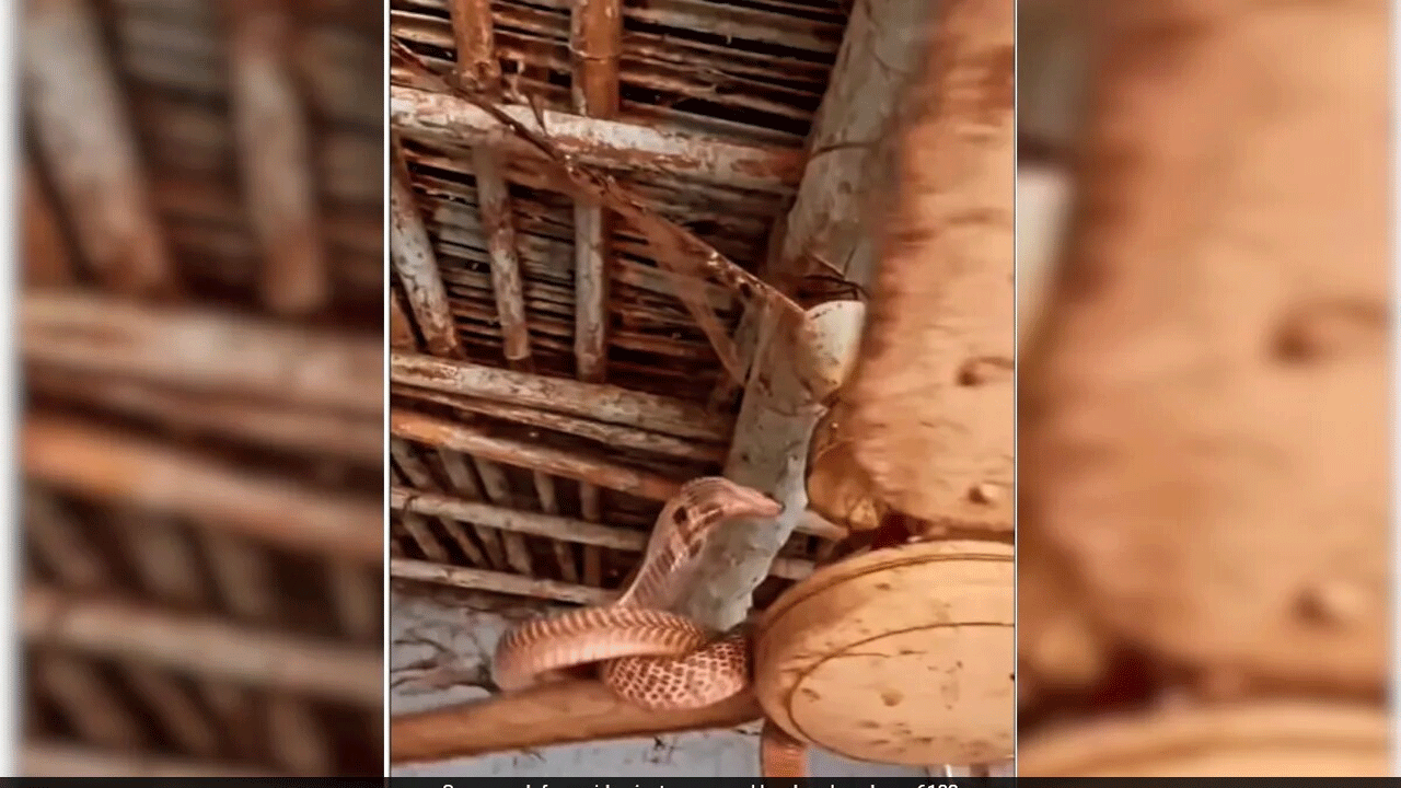 King Cobra | సీలింగ్ ఫ్యాన్‌కు వేలాడిన నాగుపాము : ఆ సీన్ చూస్తే వ‌ణుకే..!