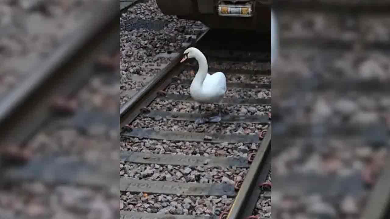 Swan: రైలును 15 నిమిషాలు అడ్డుకున్న‌ హంస‌.. వీడియో