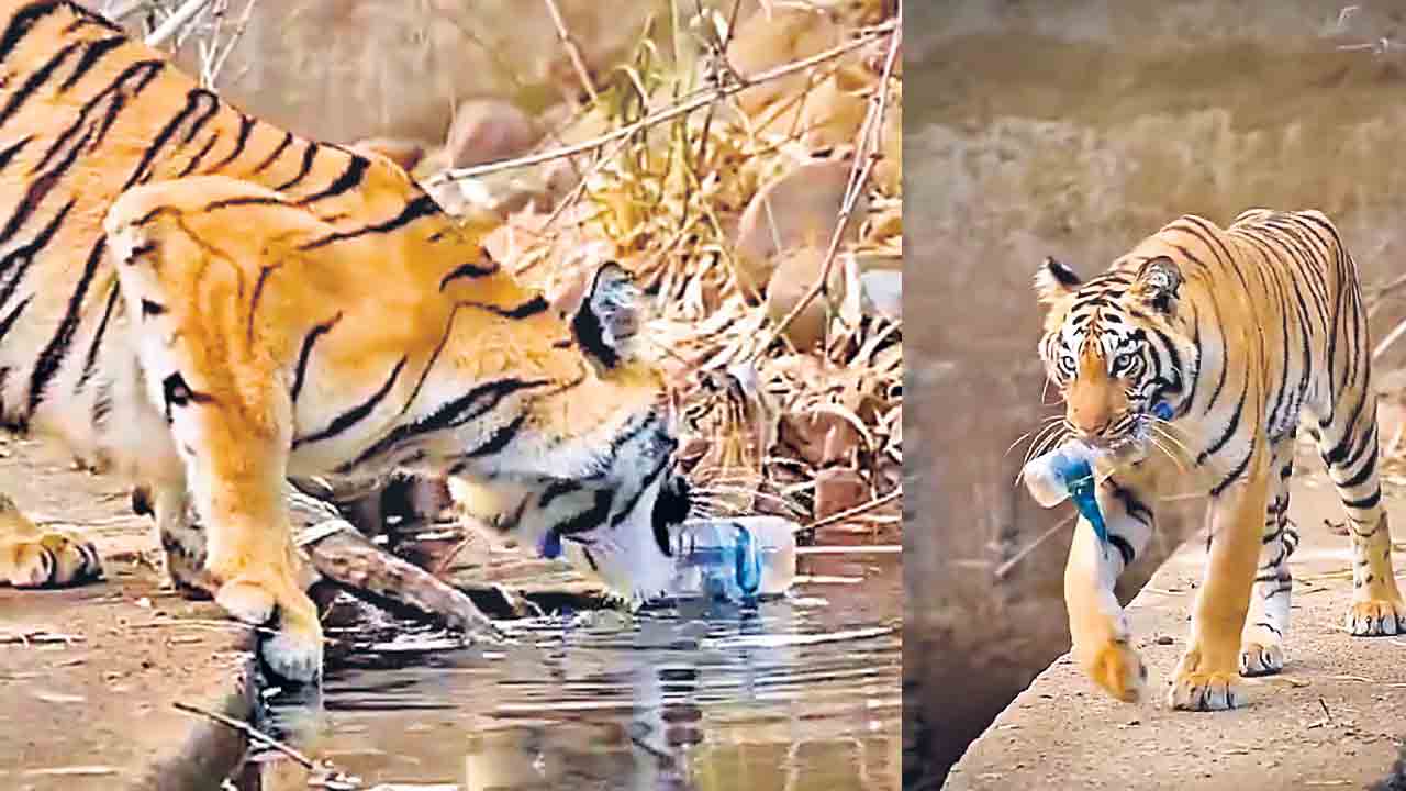 Tiger | పులికి ఉన్న స్పృహ.. మనిషికేదీ?