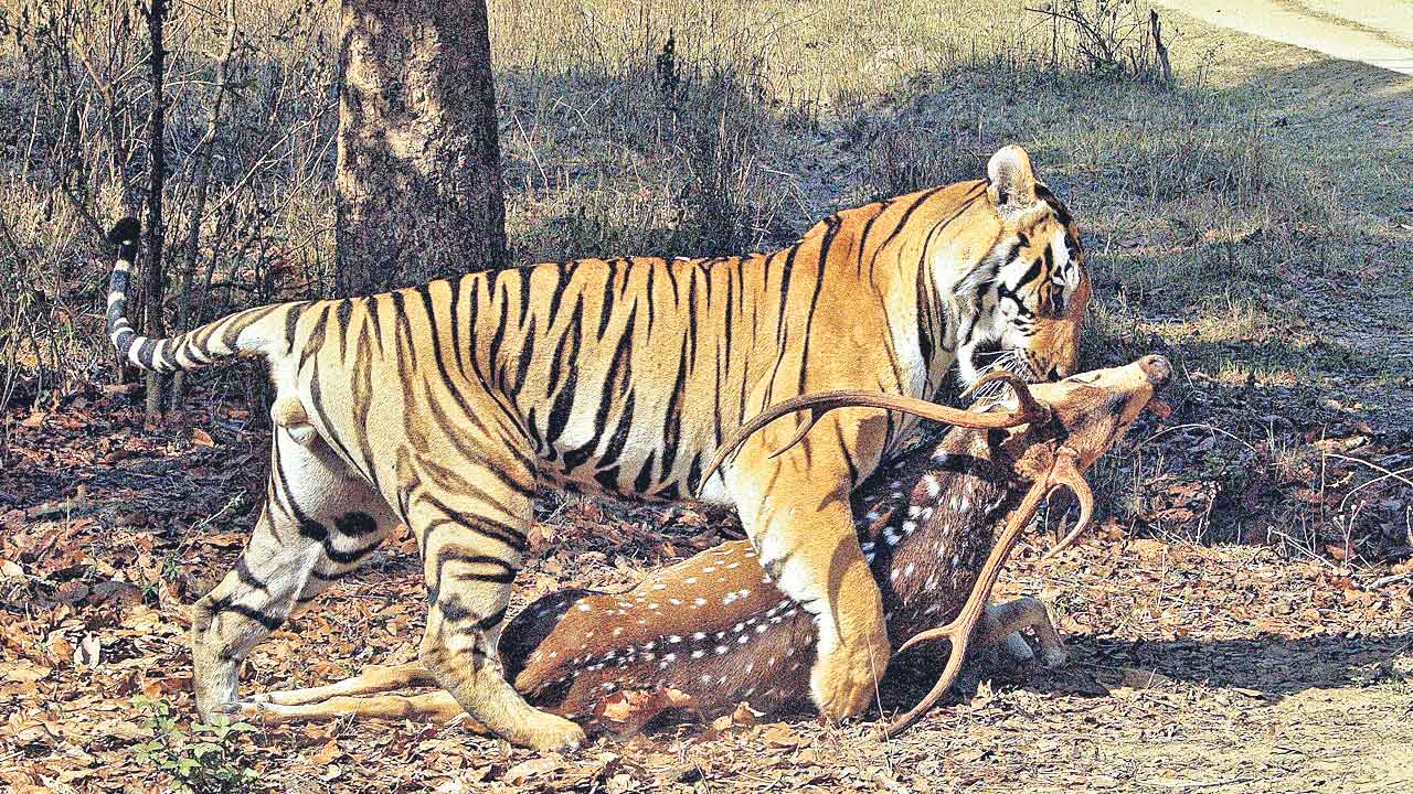 Kagaznagar Forest | కాగజ్‌నగర్‌ కారిడార్‌లో పులుల ఆకలి కేకలు.. అడవిలో జింకలను వదలనున్న అటవీశాఖ