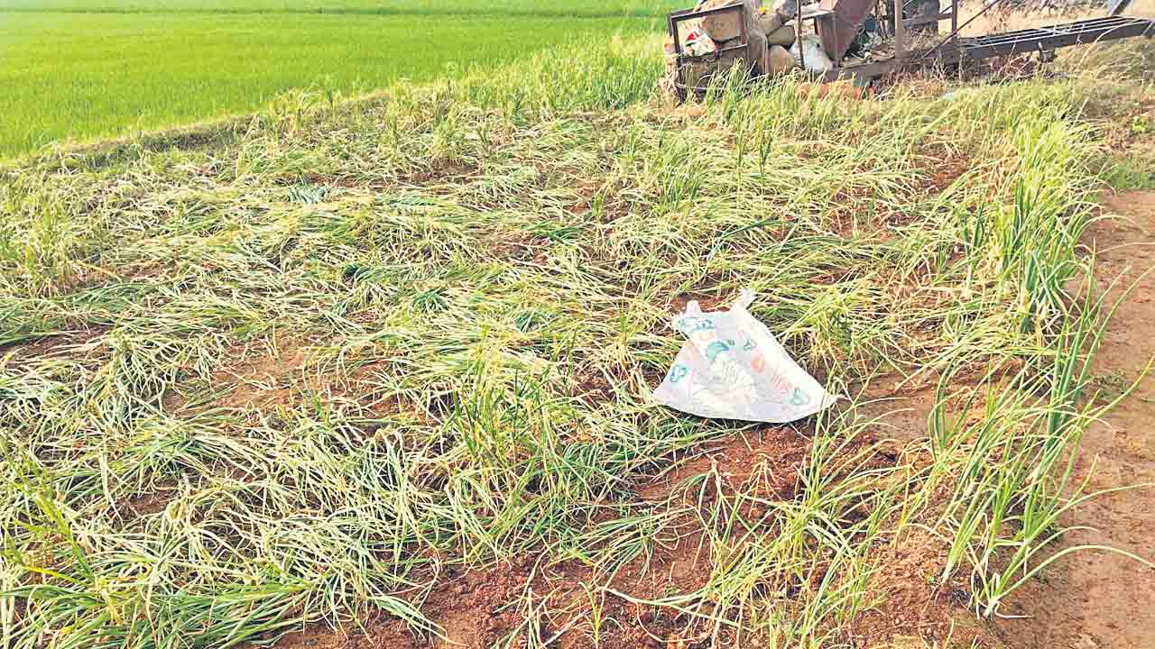 కన్నాపూర్‌లో ఎల్లిగడ్డ దొంగలు