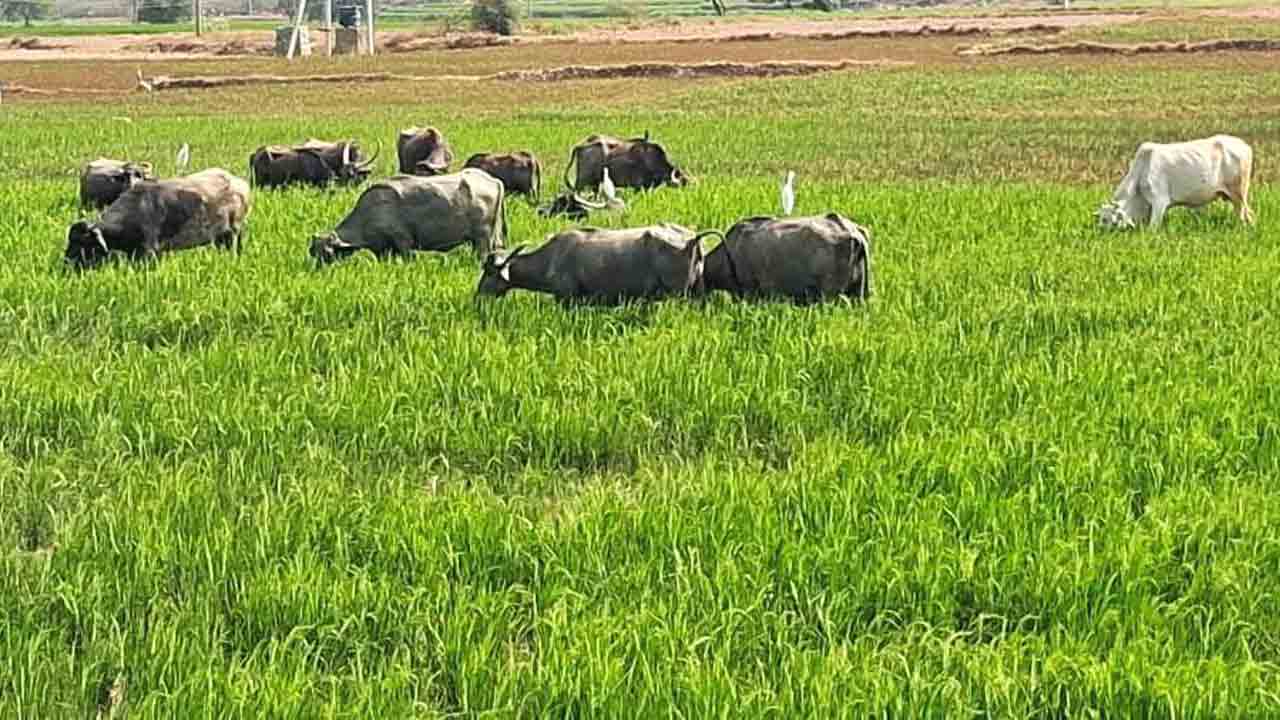 Irrigation minister | నీళ్లు ఉత్త’మ్‌’చ్చటే.. ఉత్తమ్‌ జిల్లాలో ఎండుతున్న పంటలు..!