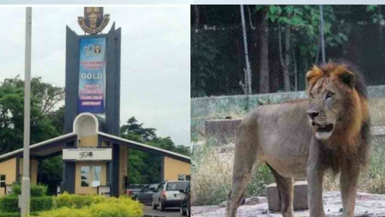 Lion Attack | ఆహారం అందిస్తుండ‌గా.. జూ కీప‌ర్‌ను చంపిన మ‌గ సింహాం