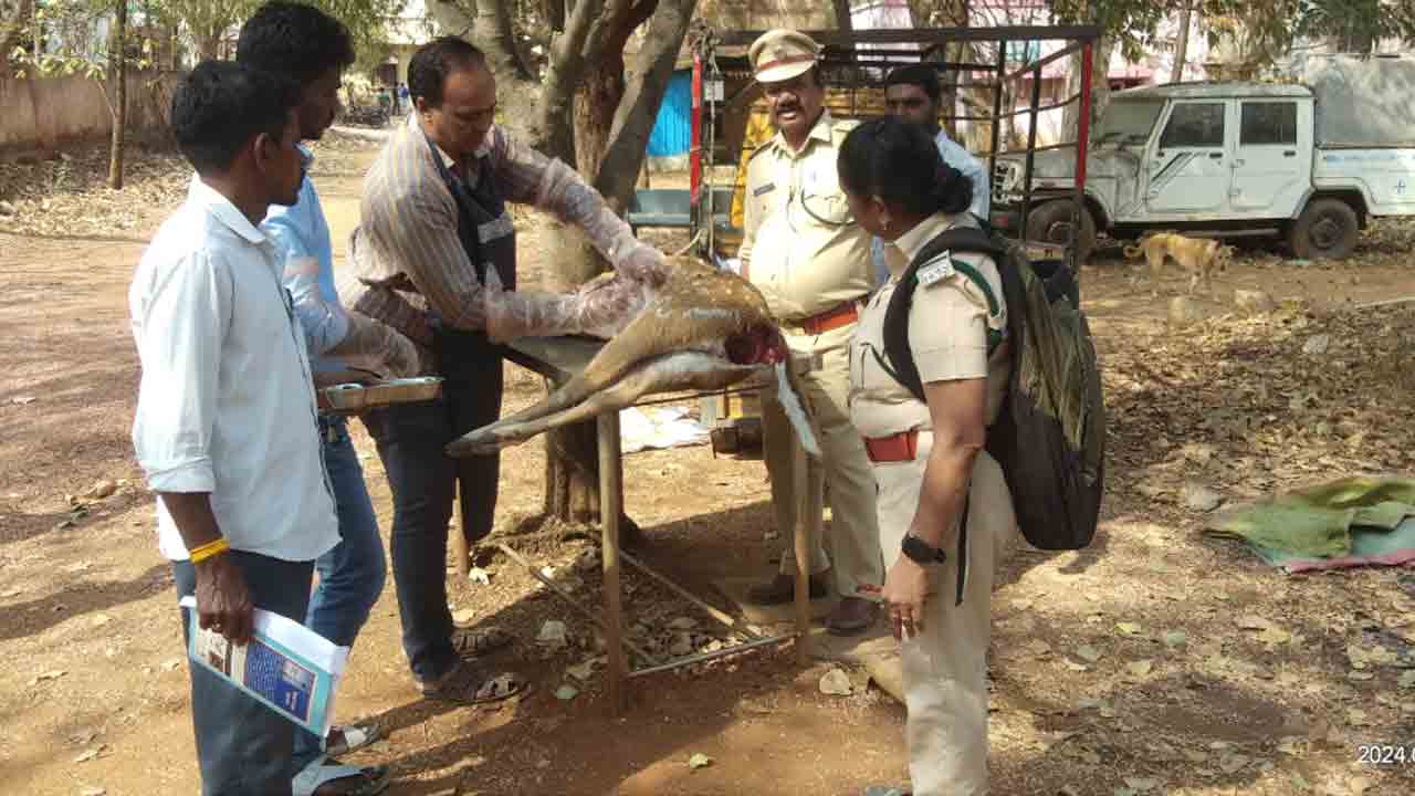 కుక్కల దాడిలో జింక మృతి