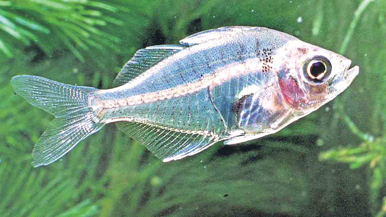 బాప్‌ ఆఫ్‌ ఊసరవెల్లి!