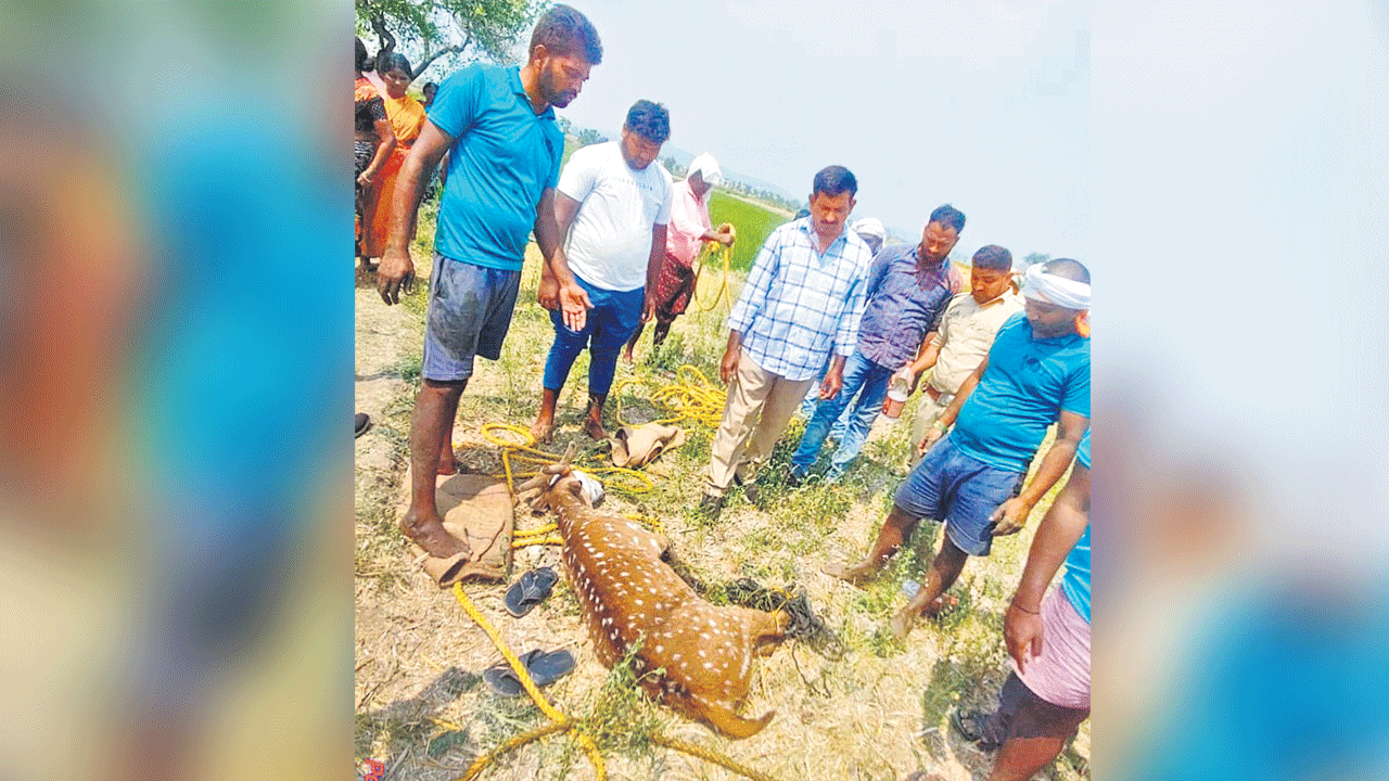 నీళ్ల కోసం వచ్చి.. బావిలోపడ్డ దుప్పి