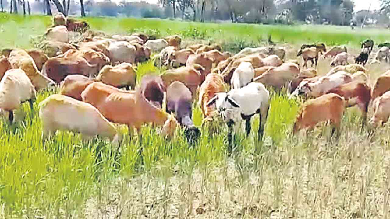 కొండాపూర్‌లో ఎండుతున్న పొలాలు