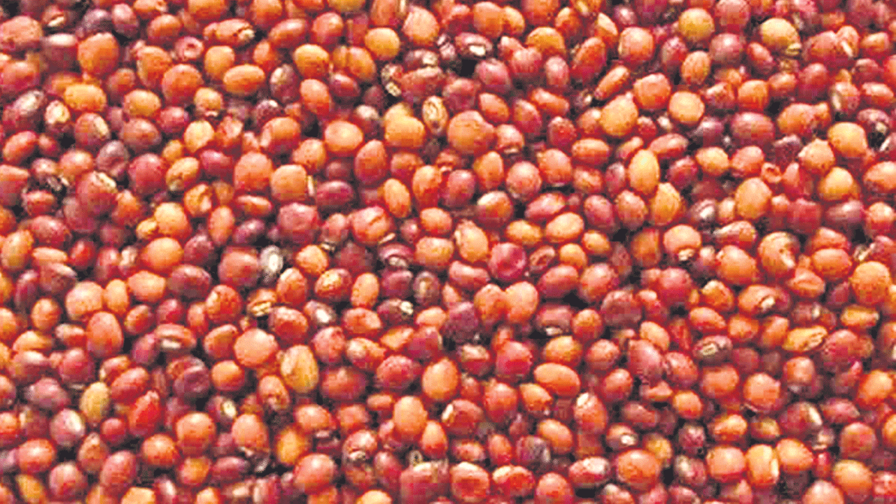 కంది రైతు ఖుషీ