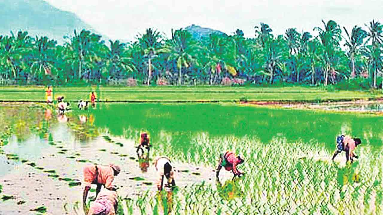 6 లక్షల ఎకరాల్లో తగ్గిన యాసంగి సాగు