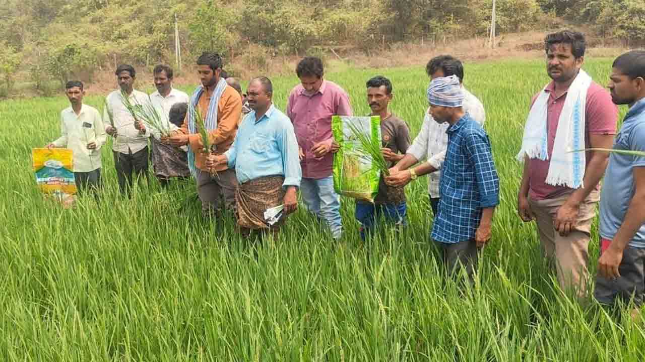 నట్టేట ముంచిన నకిలీ విత్తనాలు
