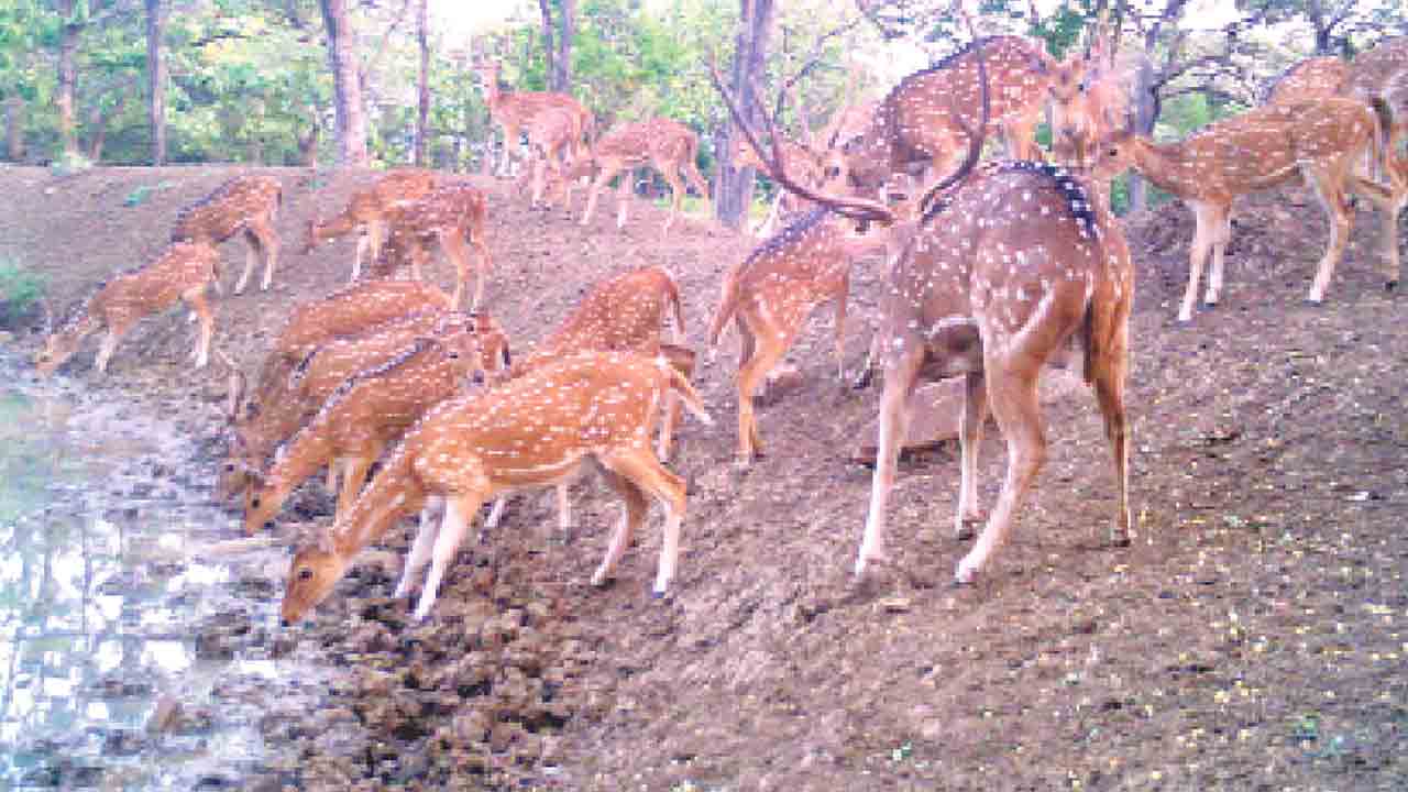 దాహం తీరేలా..