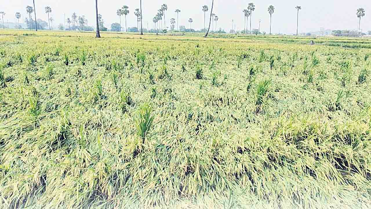 పంట నష్టం పై కాకి లెక్కలు