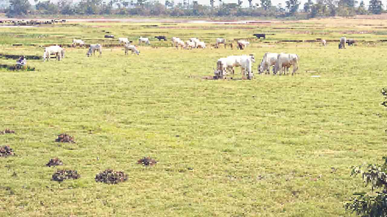 తడారుతున్న తటాకాలు.. ఎండుతున్న పొలాలు