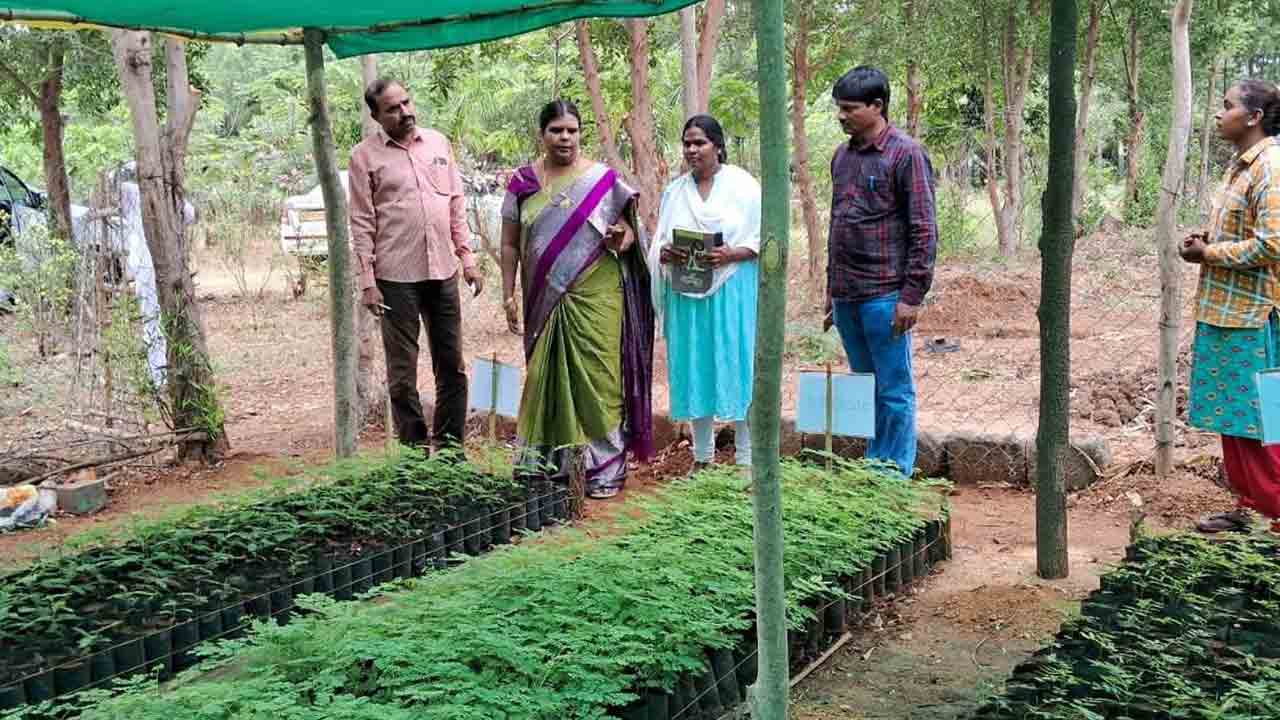 పండ్ల మొక్కలకు ప్రాధాన్యం ఇవ్వండి