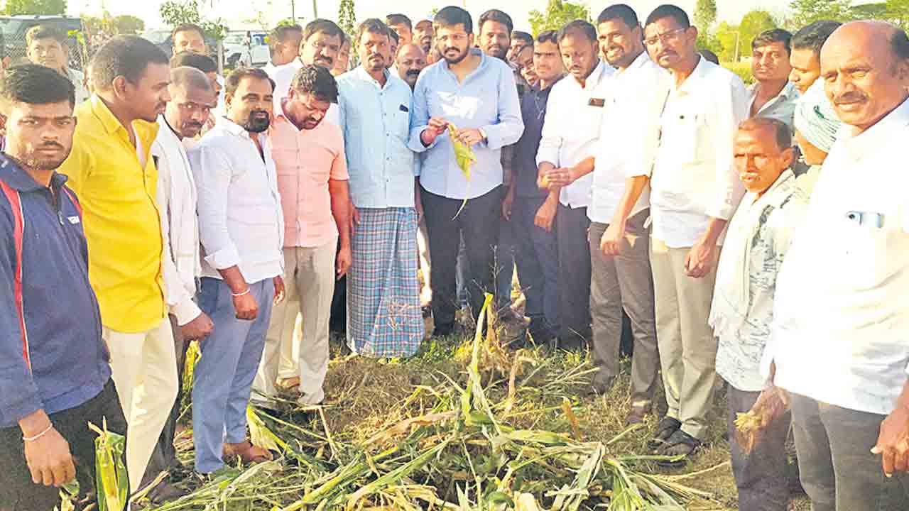 బాధిత రైతులను ఆదుకుంటాం