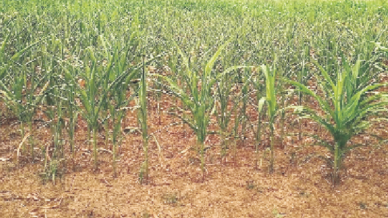 పీచు దశలో కోత.. పశువులకు మేత!