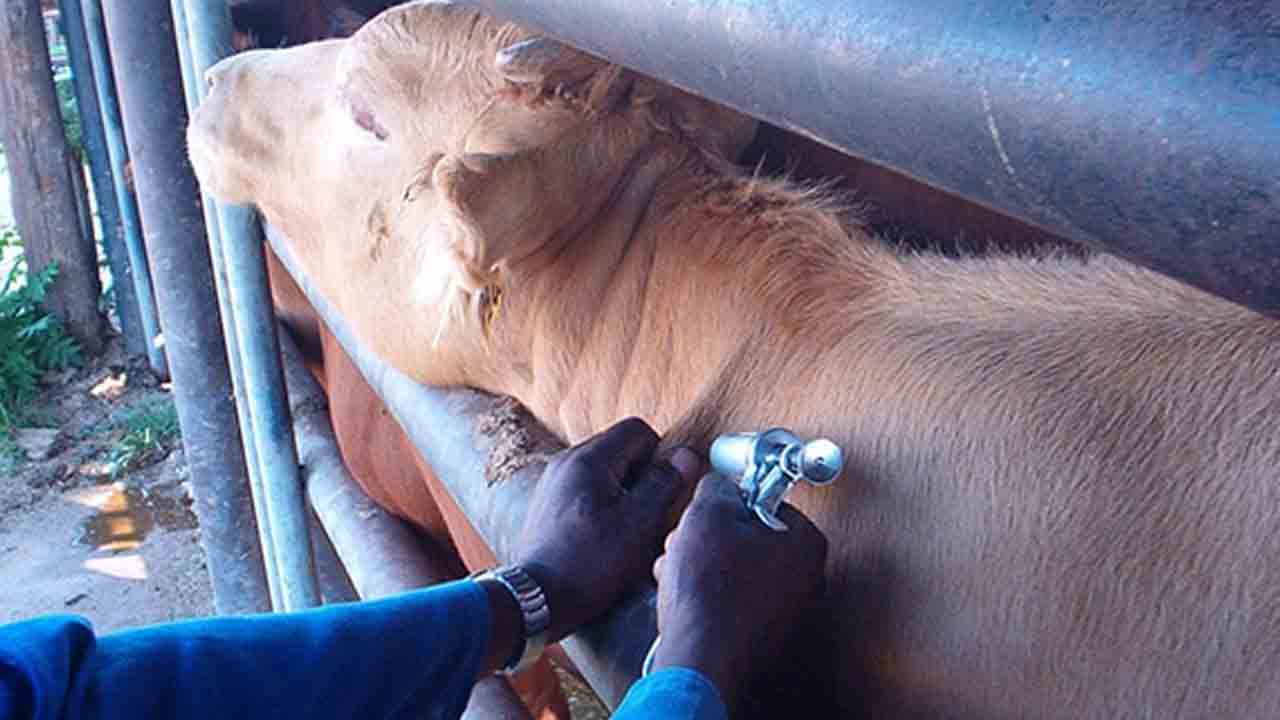 Oxytocin Injections | పాల ఉత్పత్తిని పెంచేందుకు పశువులకు ఆక్సిటోసిన్‌ ఇంజెక్షన్లు