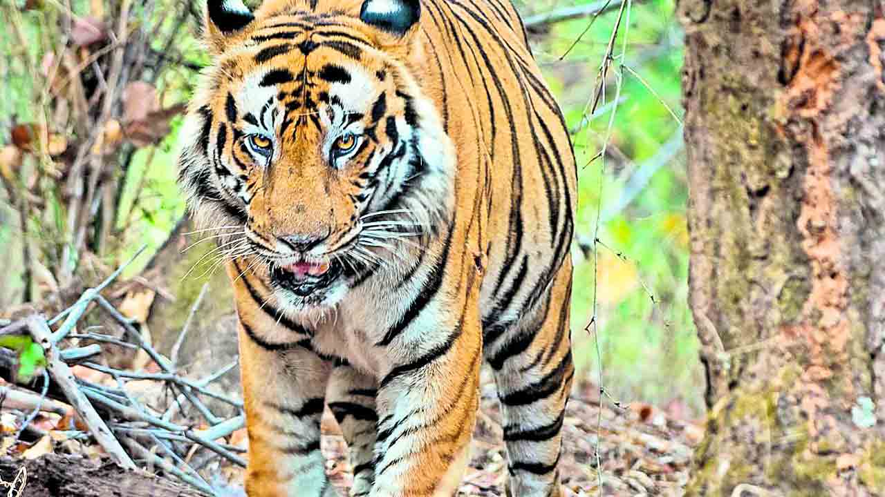 జూపార్కుకు త్వరలో పెద్దపులి