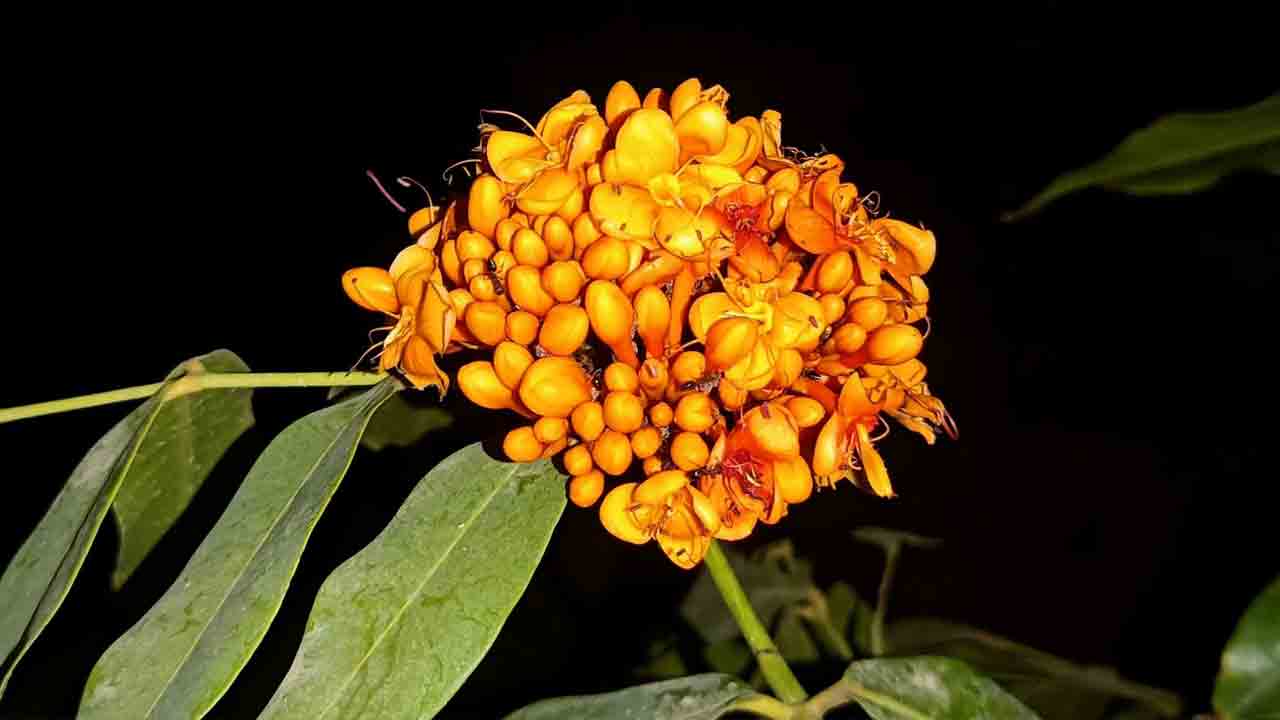 విరబూసిన సీతా అశోక పుష్పం