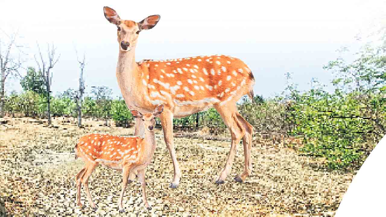 వన్యప్రాణుల దాహం తీరేదెలా