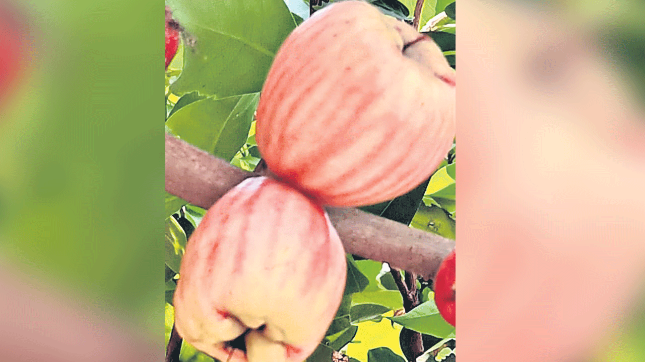 నర్సంపేటలో కశ్మీర్ యాపిల్