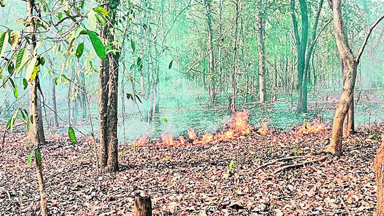 పంకెన-లెంకలగడ్డ అడవుల్లో మంటలు