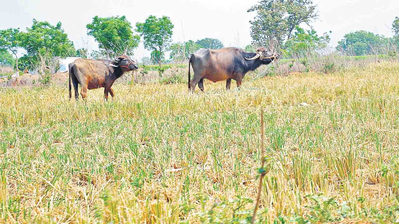 ఎండిన పొలాల్లో పశువుల మేత