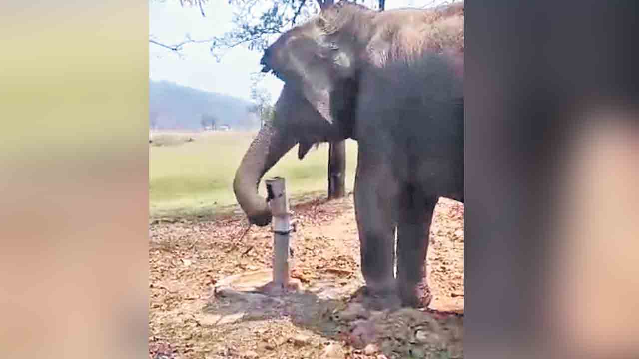 Maharashtra | తొండంతో చేతి పంపు కొట్టి దాహం తీర్చుకున్న ఏనుగు