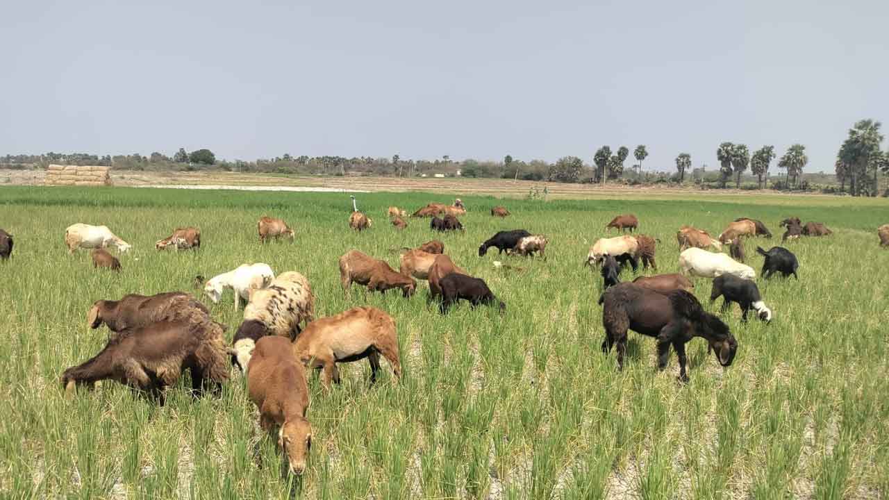 చేతికొచ్చిన పంట..పశువులకు మేతాయె