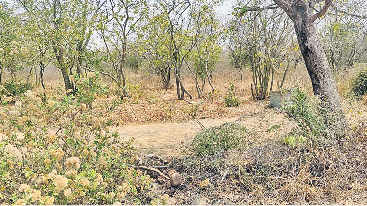 కంచె కనిపిస్తలే