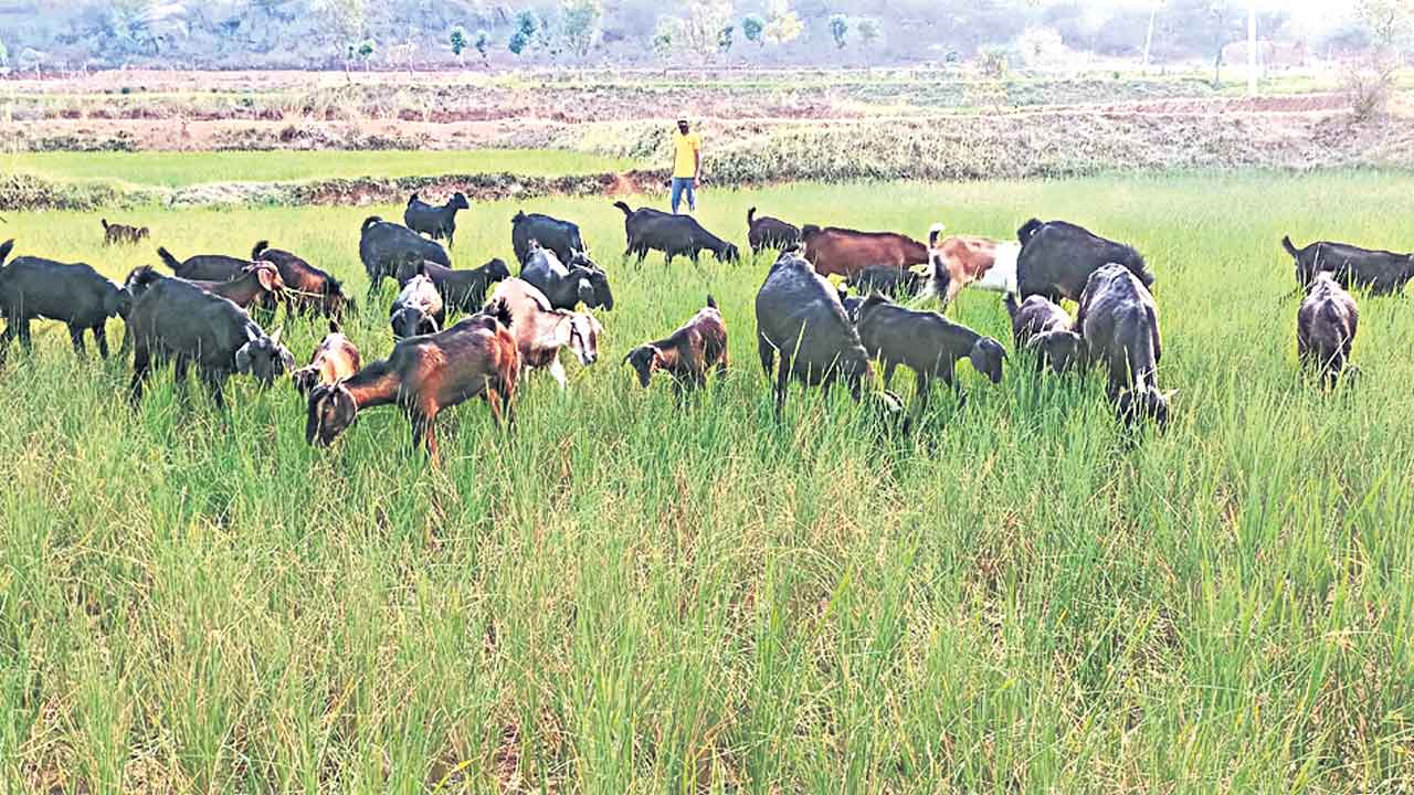 ఎటు పోతున్నది పాలన?