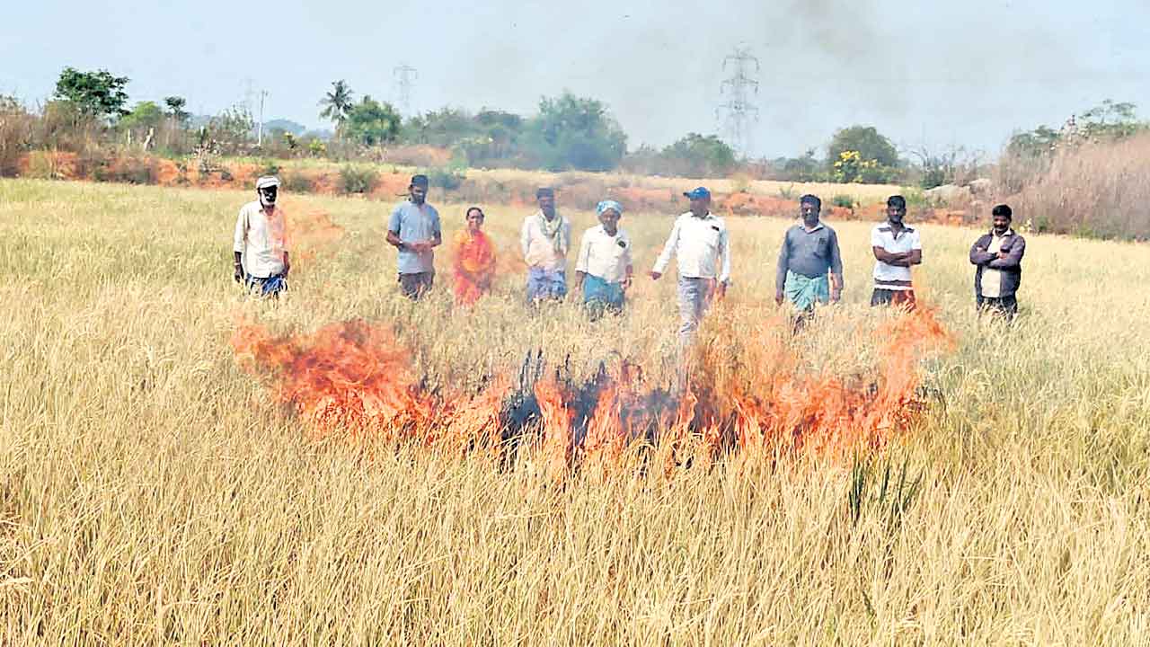Telangana | వేలాది ఎకరాల్లో ఎండిన పంటలు.. కడుపు మండి నిప్పు పెట్టిన అన్నదాతలు