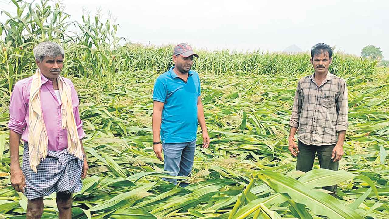Farmers | రైతుకు భరోసా కరువు.. కరువుపై స్పందించని ప్రభుత్వం