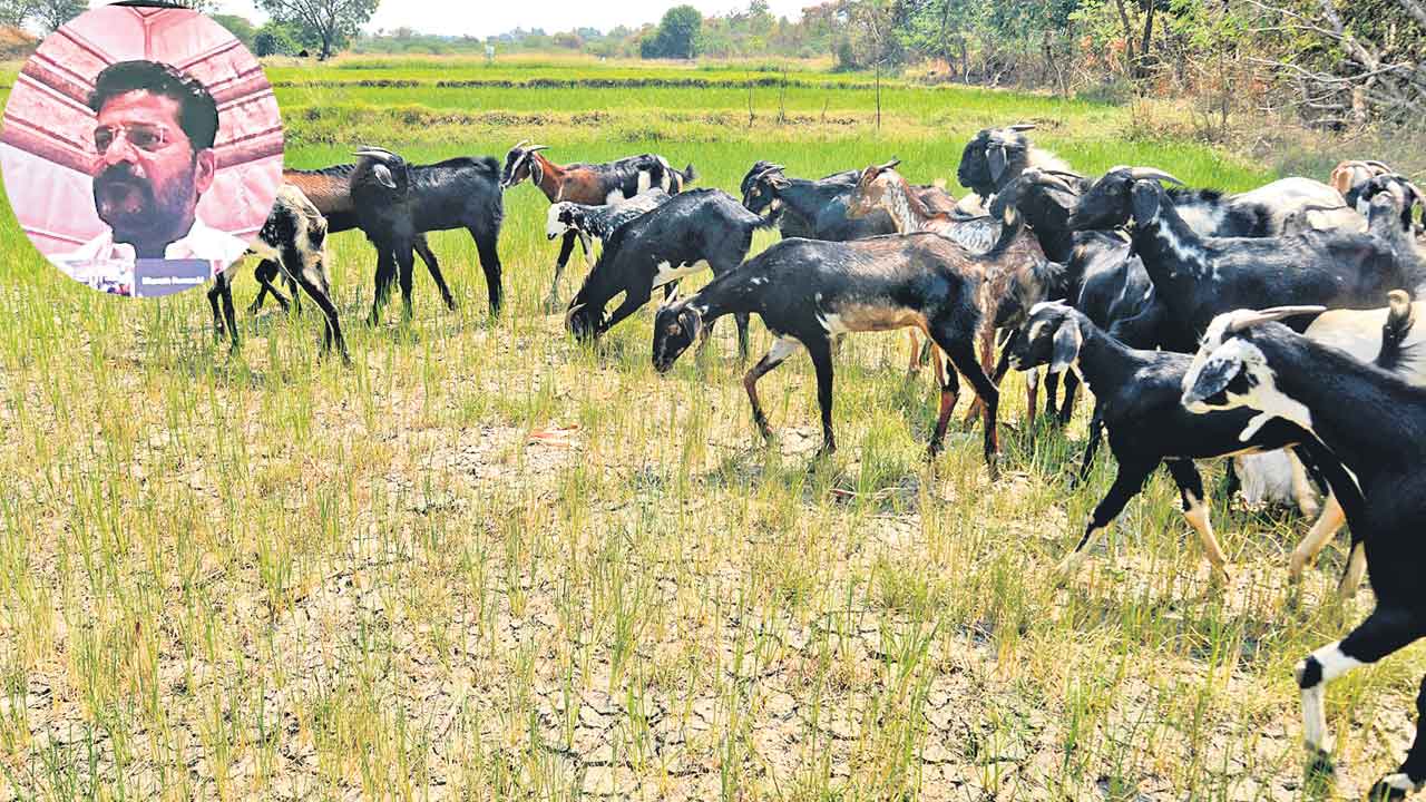 CM Revanth Reddy | రాష్ట్రంలో కరువు.. నీళ్లు అడగొద్దని రైతులను కోరిన సీఎం రేవంత్‌రెడ్డి