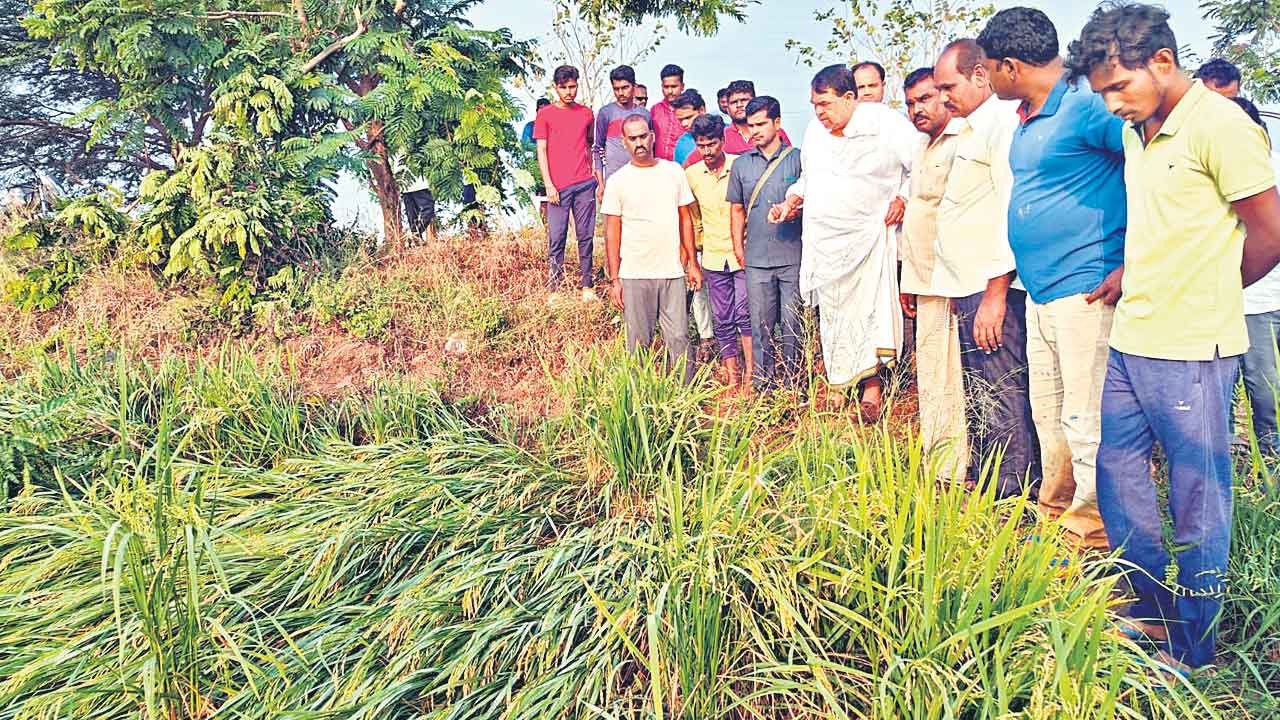 Telangana | రైతన్నను నిండా ముంచిన అకాల వర్షం.. పలు జిల్లాల్లో పంటలకు తీవ్ర నష్టం