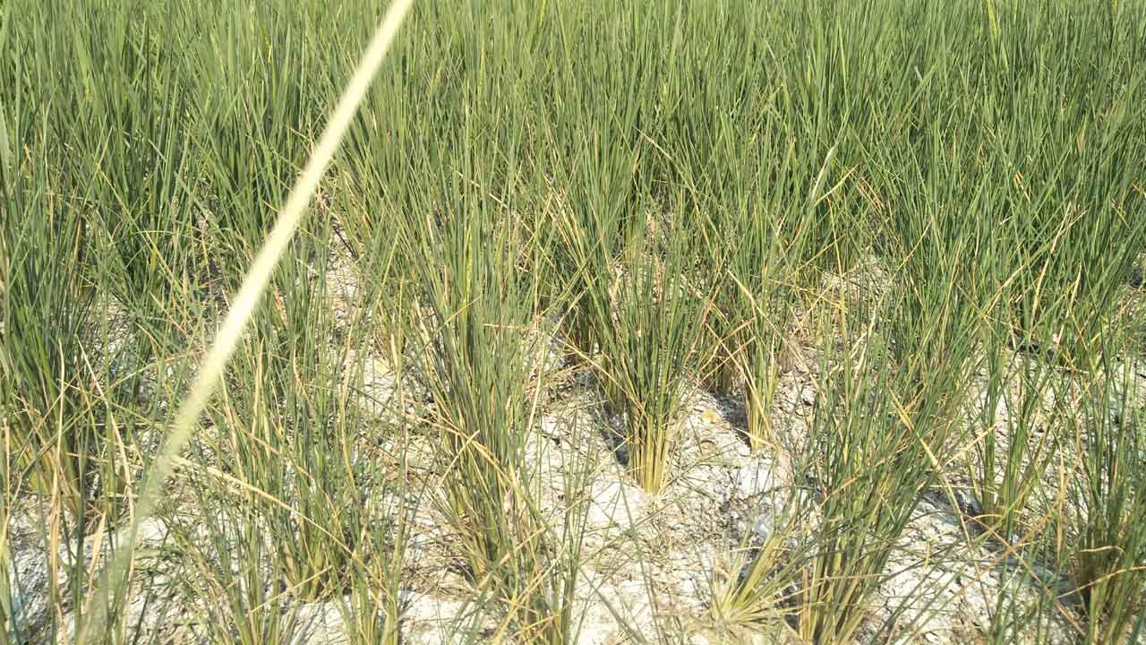 అడుగంటిన జలాలు..ఎండుతున్న పొలాలు