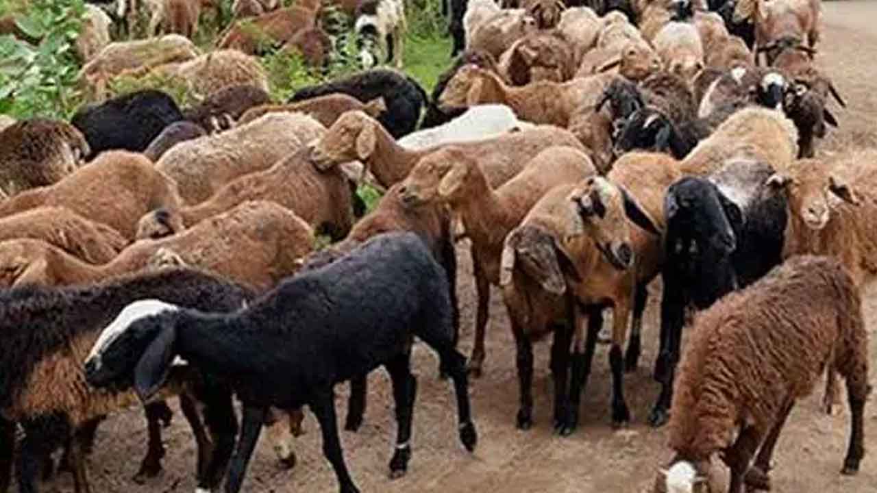 Sheep Distribution | గొర్రెలిస్తారా? డబ్బులిస్తారా?.. గొర్రెల పంపిణీ పథకంపై కాంగ్రెస్‌ సర్కార్‌ కక్ష సాధింపు
