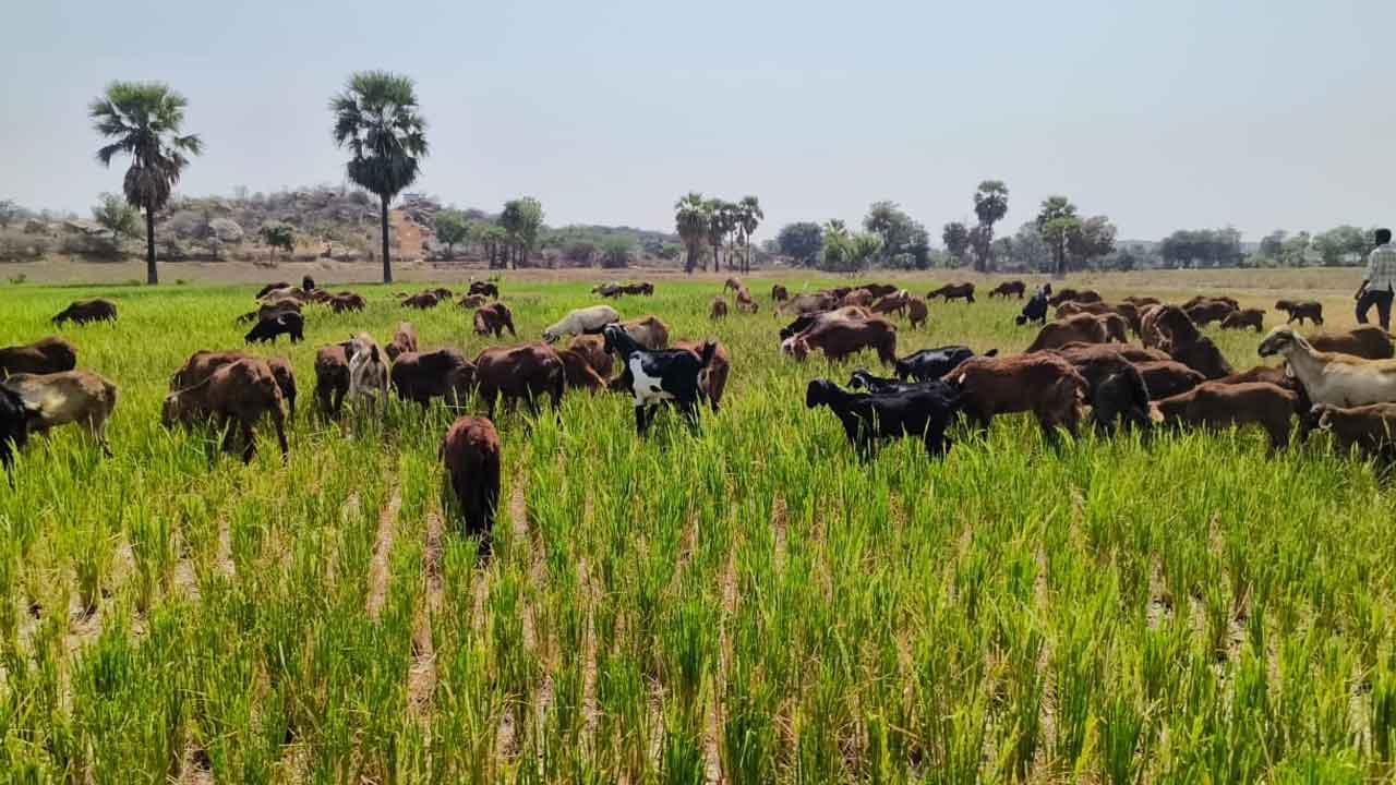 పొట్ట మీది పంట..పశువులకు మేతాయె