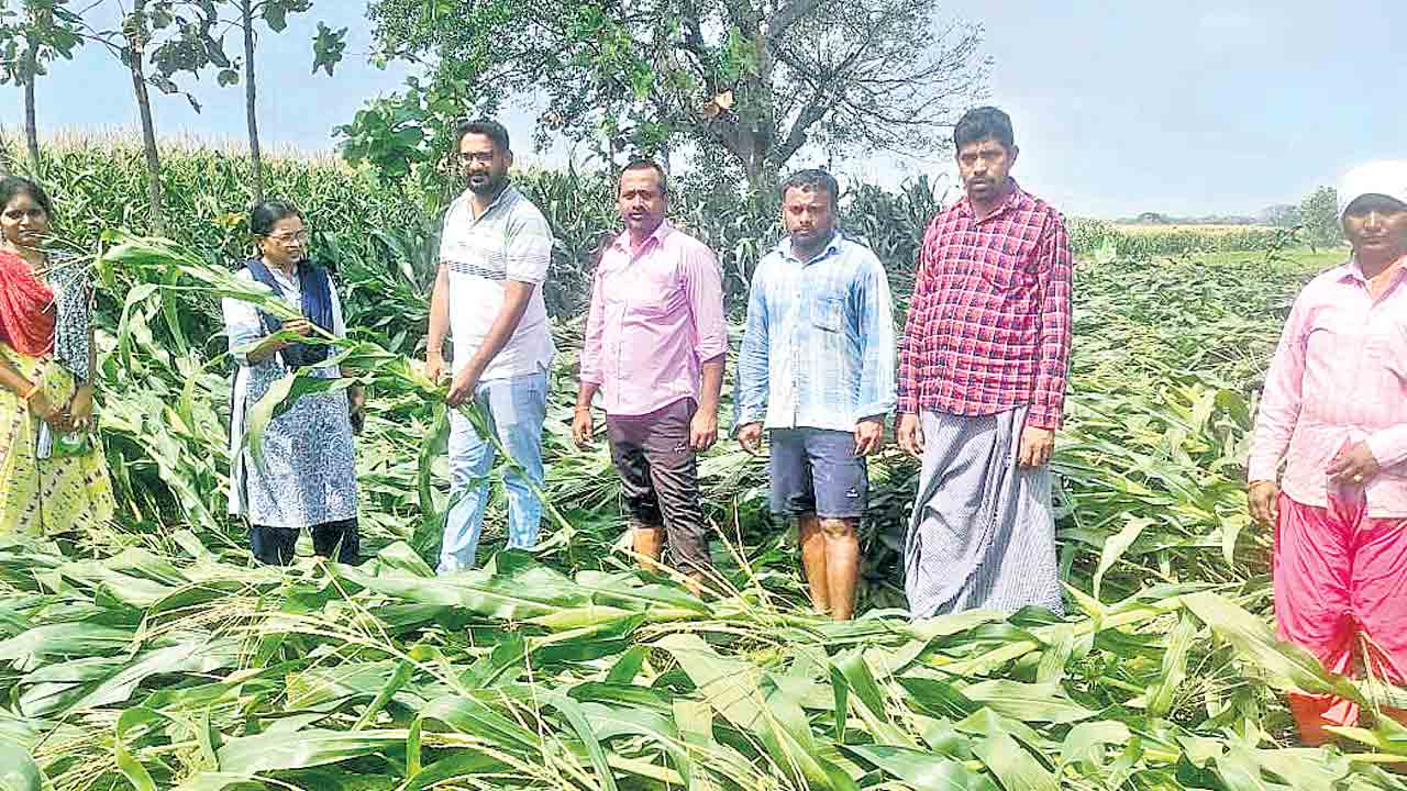 పంట నష్టం వివరాలు ప్రభుత్వానికి నివేదిస్తాం