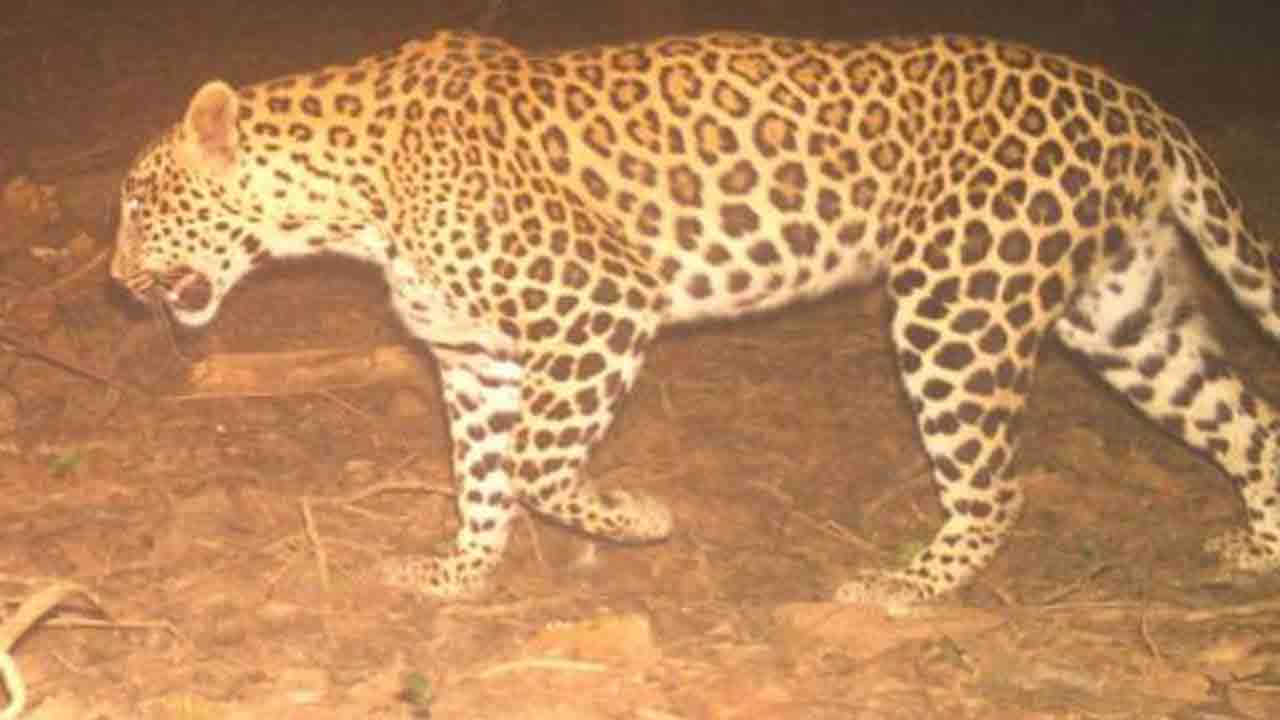 Leopard | అలిపిరి నడక మార్గంలో మరోసారి చిరుత సంచారం కలకలం