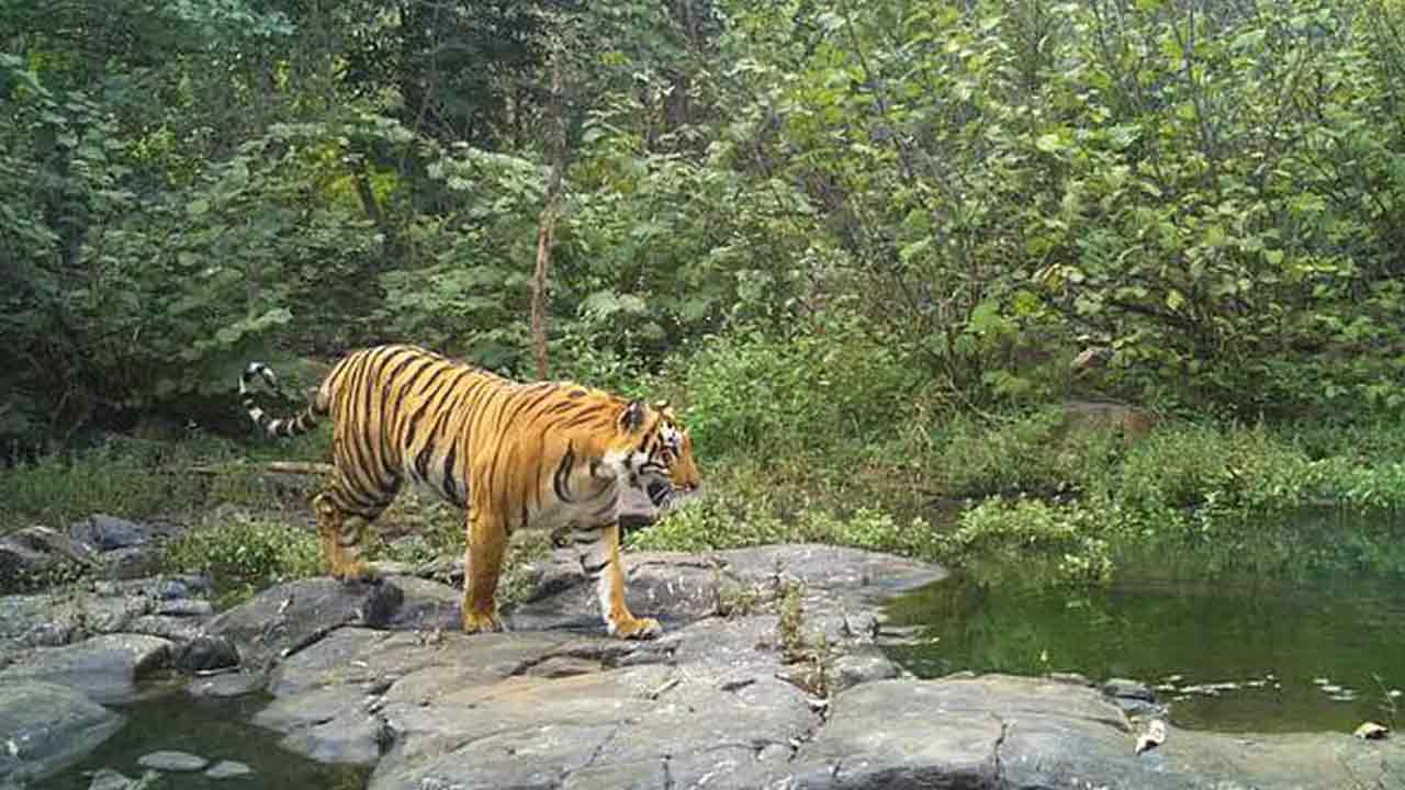 Amrabad Forest | దాహార్తితో వన్యప్రాణుల తండ్లాట.. అమ్రాబాద్‌ అడవుల్లో అటవీ జంతువుల గోస