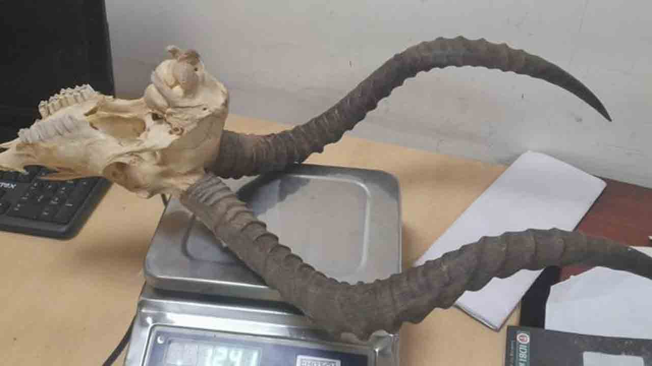 Crime news | కృష్ణజింక పుర్రెను అక్రమంగా తీసుకెళ్తూ పట్టుబడ్డ అమెరికన్‌..!