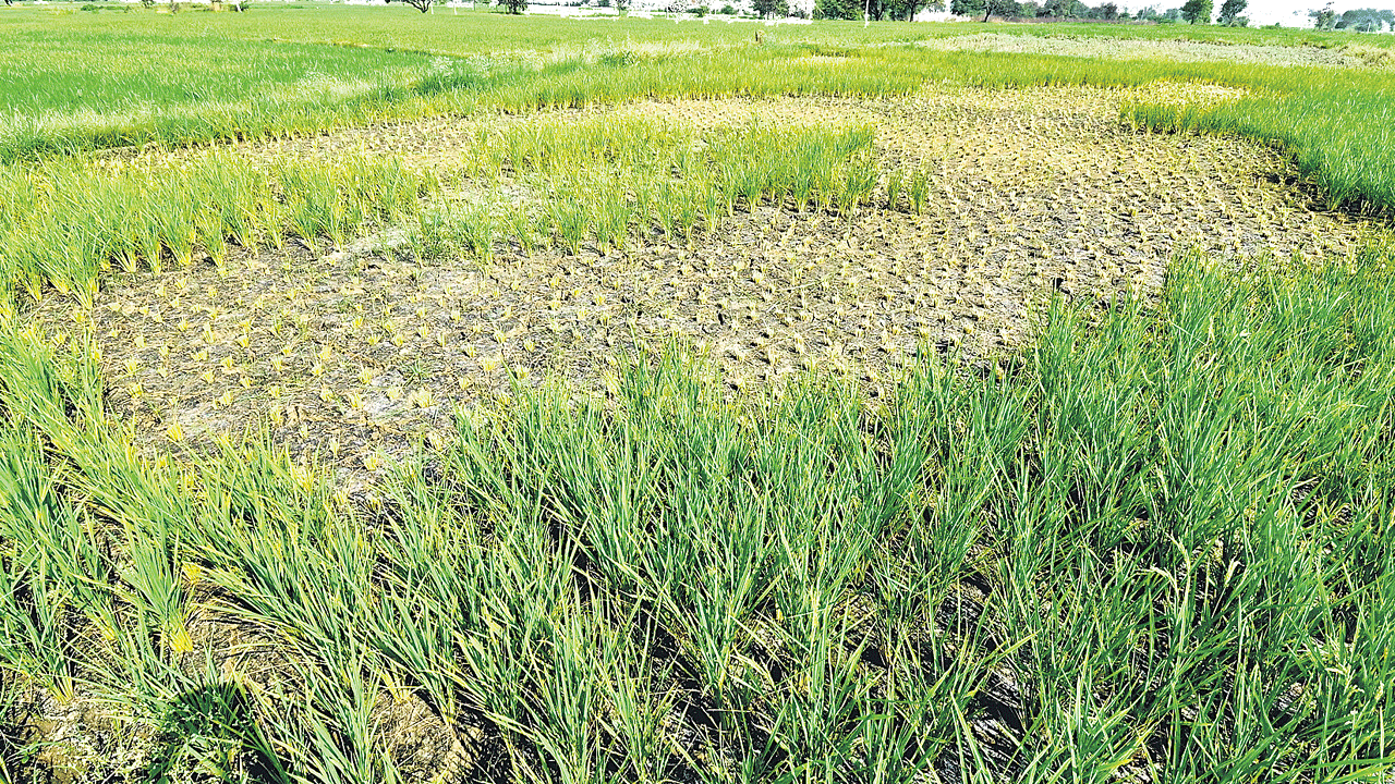 సాగు బరువై.. బతుకు ఆగమై