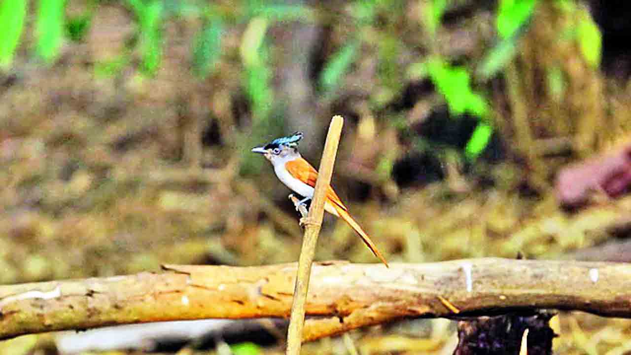 పాకాలలో బ్యూటిఫుల్‌ బర్డ్స్‌