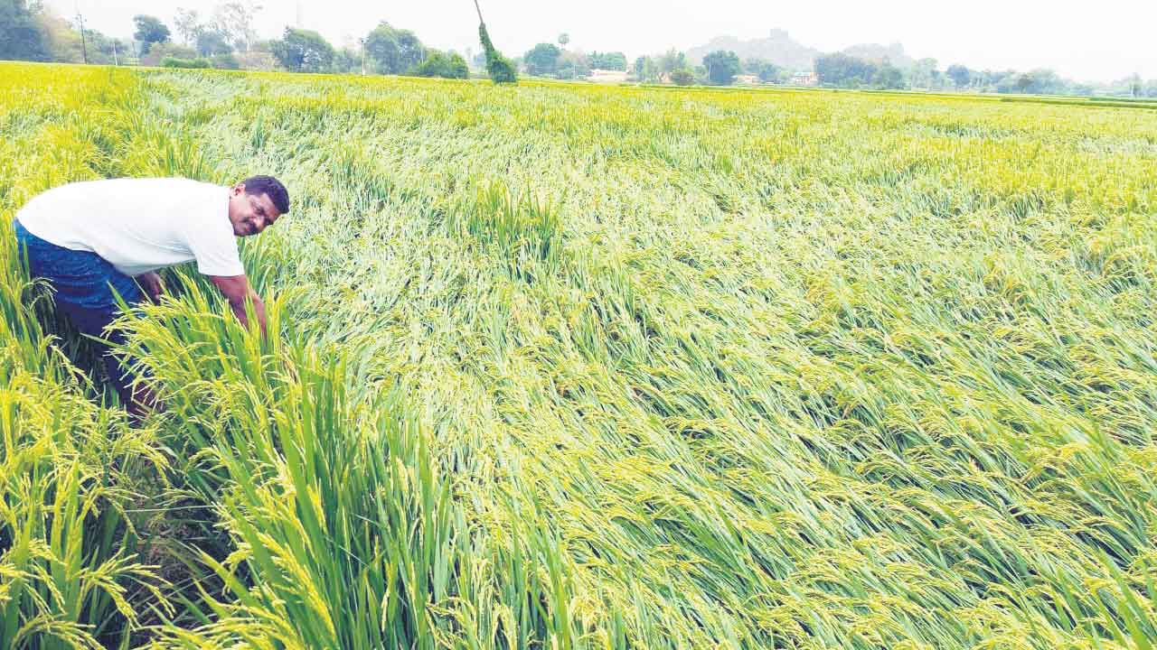 అన్నదాతకు కడగండ్లు