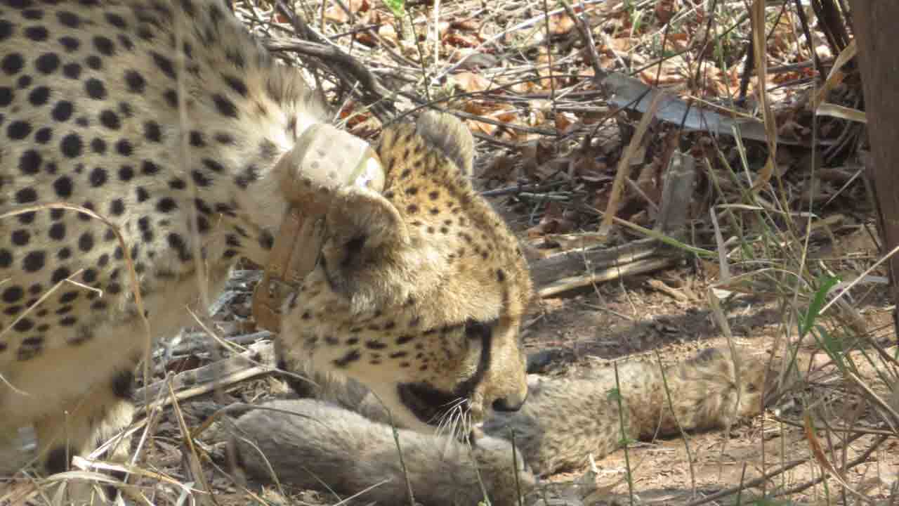 Cheetah cubs | ఐదు కూనలకు జన్మనిచ్చిన చిరుతపులి గామిని.. Video