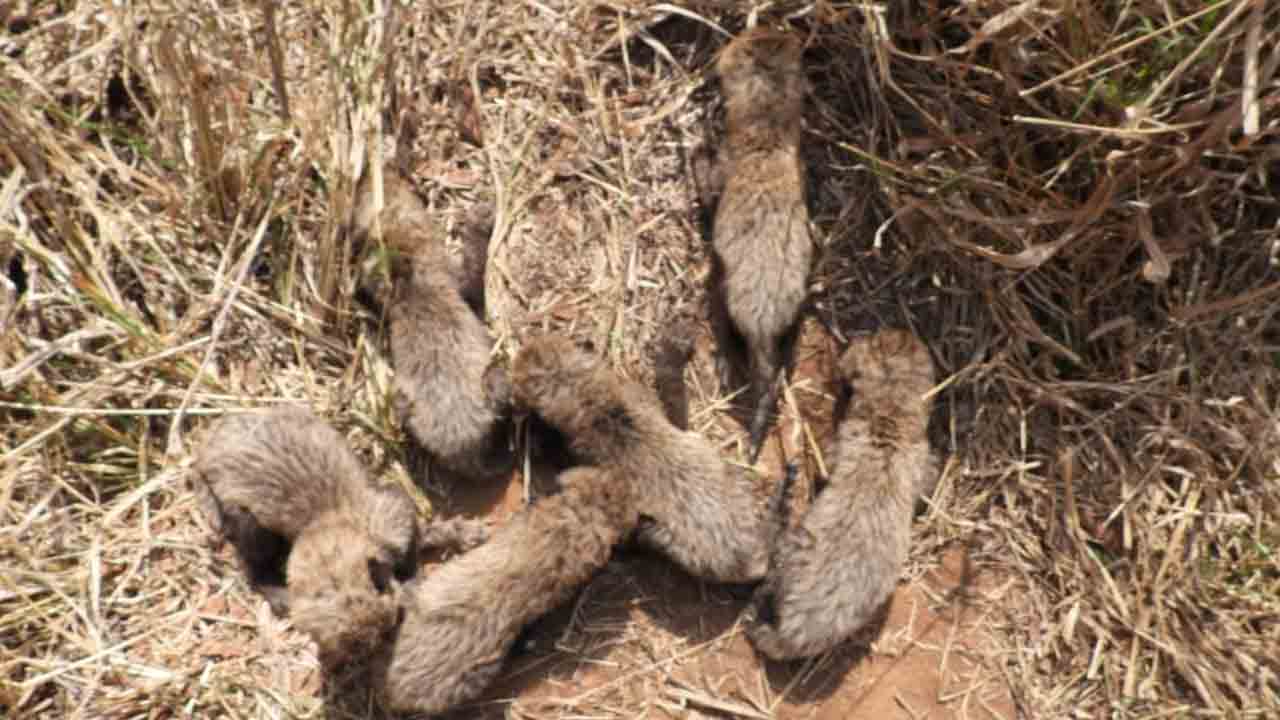 Cheetah cubs | ఐదు కాదు.. ఆరు కూనలకు జన్మనిచ్చిన దక్షిణాఫ్రికా చిరుత గామిని