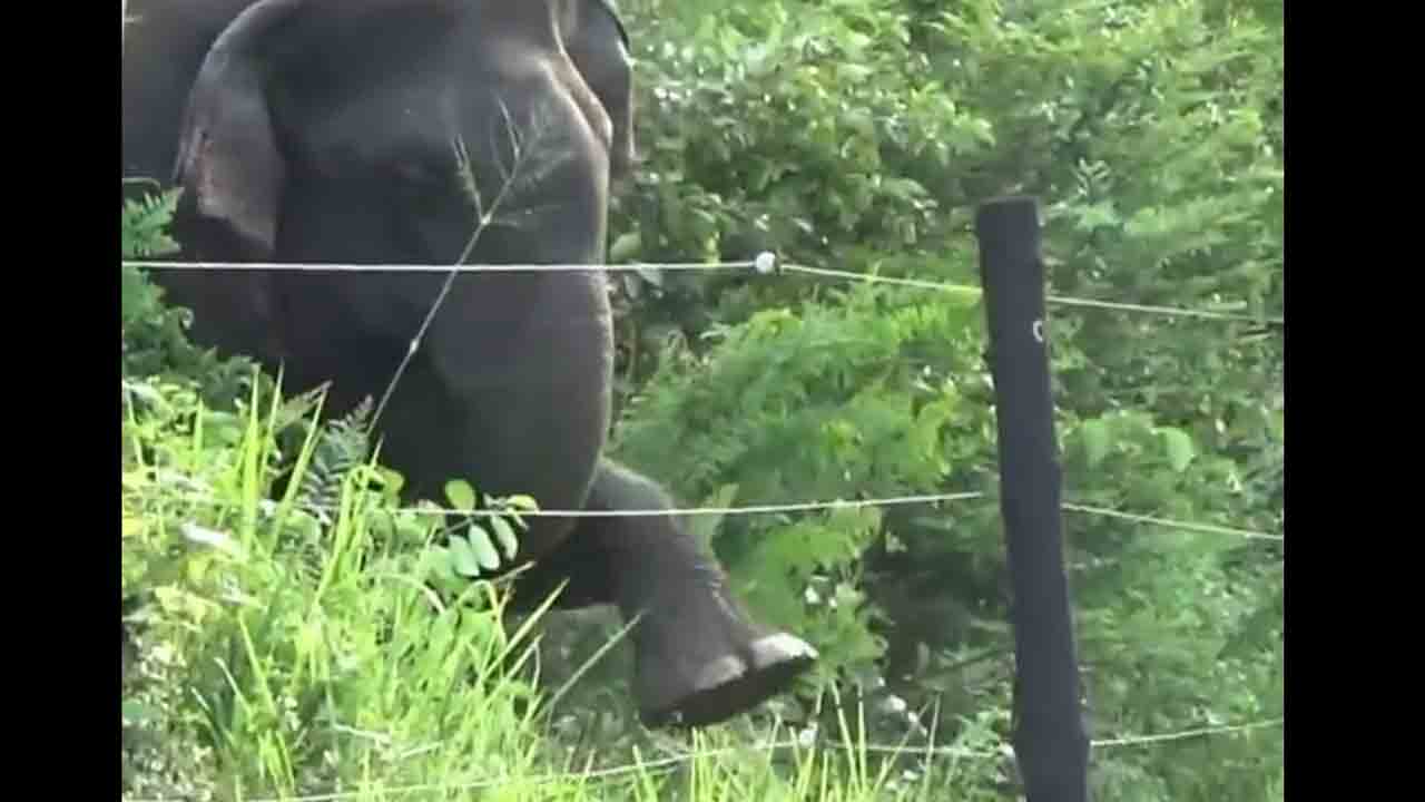 Clever Elephant | ఏనుగు తెలివి చూశారా.. తీగల్లో కరెంటు లేదని ఈజీగా కనిపెట్టేసింది..Viral video